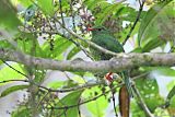 Green-and-black Fruiteater